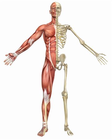 A front split view illustration of the male muscular skeleton anatomy. Very educational and detailed. Stock Photo - Budget Royalty-Free & Subscription, Code: 400-06391488