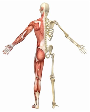 simsearch:400-05715953,k - A rear split view illustration of the male muscular skeleton anatomy. Very educational and detailed. Stock Photo - Budget Royalty-Free & Subscription, Code: 400-06391489