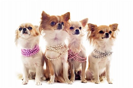 simsearch:400-06172990,k - Porträt von süße reinrassige Chihuahuas mit Perle Kragen vor weißem Hintergrund Stockbilder - Microstock & Abonnement, Bildnummer: 400-06391494