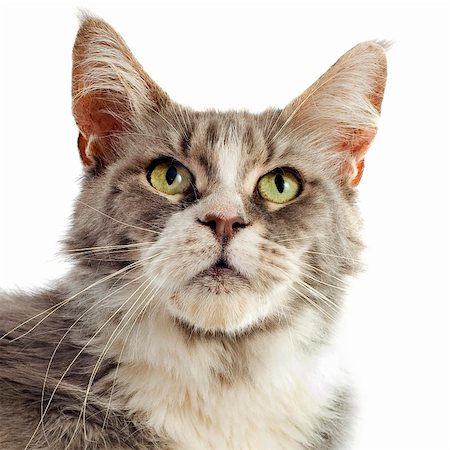 simsearch:400-07823005,k - portrait of a purebred  maine coon cat on a white background Foto de stock - Super Valor sin royalties y Suscripción, Código: 400-06391499