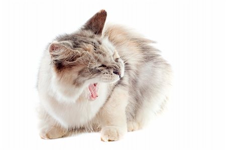 simsearch:400-08832996,k - portrait of an aggressive  maine coon cat on a white background Stock Photo - Budget Royalty-Free & Subscription, Code: 400-06391500