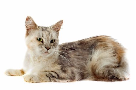 portrait of a purebred  maine coon cat on a white background Stock Photo - Budget Royalty-Free & Subscription, Code: 400-06391501