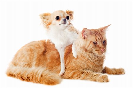 portrait of a purebred  maine coon cat and chihuahua on a white background Stock Photo - Budget Royalty-Free & Subscription, Code: 400-06391503