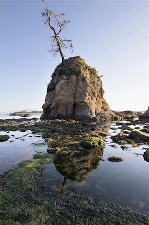 pig sow - Pig and Sows Inlet Rock in Garibaldi Oregon Coast Tillamook Bay at Low Tide Stock Photo - Budget Royalty-Free & Subscription, Code: 400-06391640