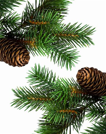 branch of Christmas tree on white Stock Photo - Budget Royalty-Free & Subscription, Code: 400-06391837