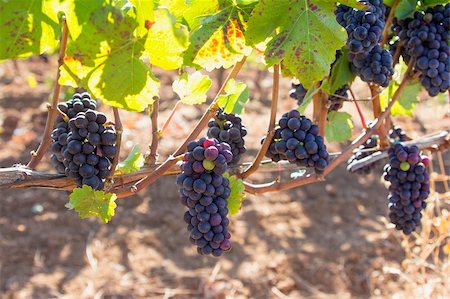 simsearch:400-05316991,k - Grappes de raisins vin rouge accroché sur la vigne vignoble Photographie de stock - Aubaine LD & Abonnement, Code: 400-06391897