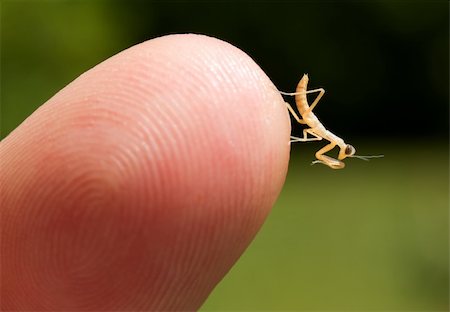 Bébé nouveau-né praying mantis sur le bout des doigts. Photographie de stock - Aubaine LD & Abonnement, Code: 400-06391942