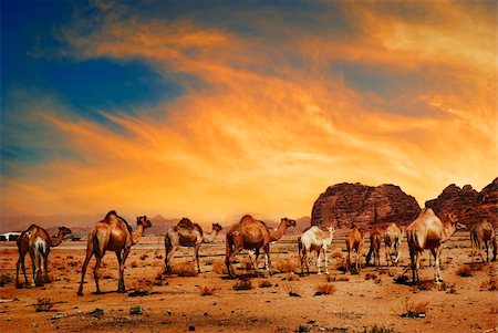Camels in desert of Wadi Rum, Jordan Stock Photo - Budget Royalty-Free & Subscription, Code: 400-06392098