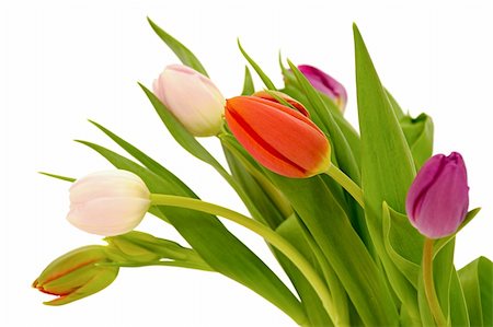 Tulpe Blumen isoliert auf weißem Hintergrund Stockbilder - Microstock & Abonnement, Bildnummer: 400-06392121