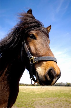 simsearch:400-08130471,k - Close-up of horse face. The horse is lokking interested Stock Photo - Budget Royalty-Free & Subscription, Code: 400-06392134