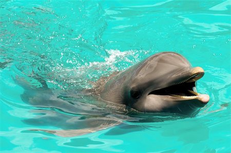 Glücklich Delphin schwimmen im blauen Wasser Stockbilder - Microstock & Abonnement, Bildnummer: 400-06392132