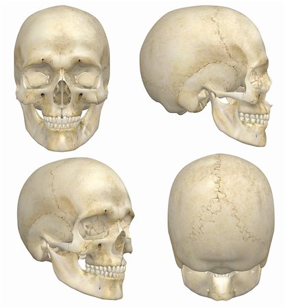 A illustration containing four views, front, side, rear, and angled front, of a human skull. Isolated on a solid white background. Very educational and detailed. Stock Photo - Budget Royalty-Free & Subscription, Code: 400-06392257