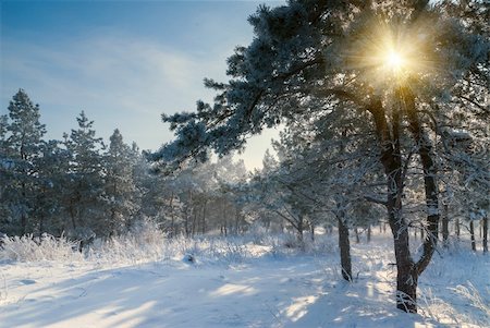 simsearch:400-04765849,k - Beautiful winter morning, sun rays shine through branches, landscape Foto de stock - Royalty-Free Super Valor e Assinatura, Número: 400-06392250