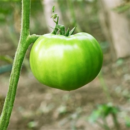 Grosse tomate immature vert suspendu sur tige en gros plan à effet de serre Photographie de stock - Aubaine LD & Abonnement, Code: 400-06392372