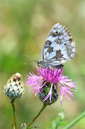 Marbled White Stock Photo - Budget Royalty-Free & Subscription, Code: 400-06392424
