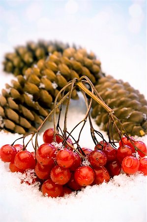 simsearch:400-08070445,k - A branch of red berries in the snow Stock Photo - Budget Royalty-Free & Subscription, Code: 400-06392958