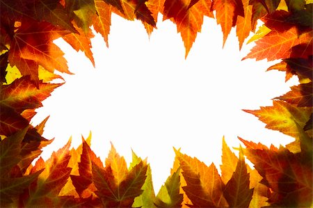 simsearch:400-06391236,k - Fall Maple Tree Leaves Border on White Background Fotografie stock - Microstock e Abbonamento, Codice: 400-06393247