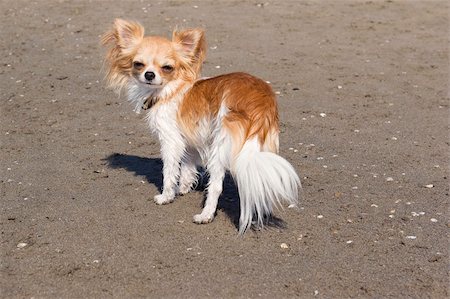 simsearch:400-06887327,k - Portrait d'un mignon chihuahua pure race sur la plage Photographie de stock - Aubaine LD & Abonnement, Code: 400-06393306