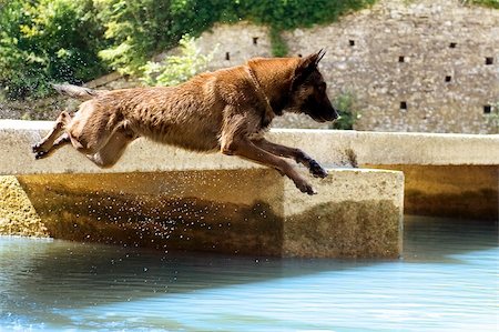 simsearch:400-06881381,k - photo d'une chien de race Berger belge malinois qui saute dans la rivière Photographie de stock - Aubaine LD & Abonnement, Code: 400-06393309