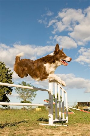 sheep dog - saut de race border collie sur un ciel bleu Photographie de stock - Aubaine LD & Abonnement, Code: 400-06393314
