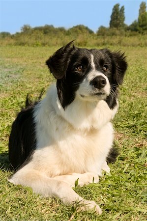 dog lying down black - portrait of purebred border collie in the nature Stock Photo - Budget Royalty-Free & Subscription, Code: 400-06393317