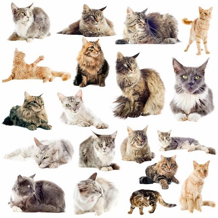 simsearch:400-06333985,k - portrait of purebred  maine coon cats on a white background Foto de stock - Super Valor sin royalties y Suscripción, Código: 400-06393310