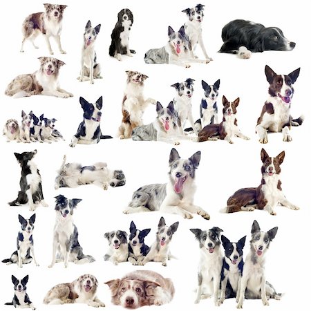 sheep dog - portrait of purebred border collies in front of white background Stock Photo - Budget Royalty-Free & Subscription, Code: 400-06393311
