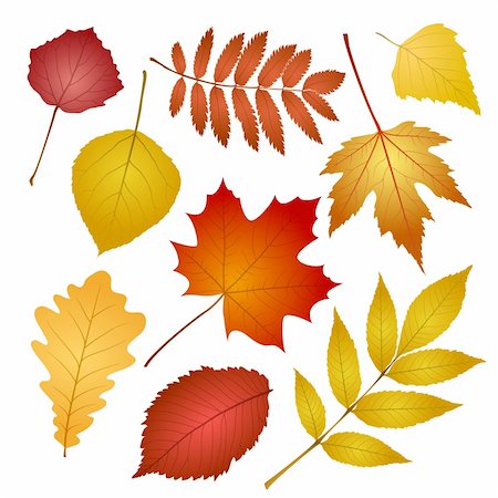 collection beautiful colourful autumn leaves isolated on white background. vector illustration Stock Photo - Budget Royalty-Free & Subscription, Code: 400-06393343