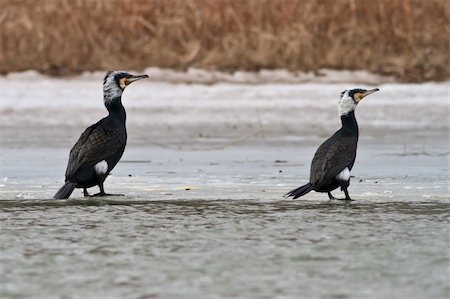 simsearch:400-07309672,k - cormorants (phalacrocorax carbo ) in winter. Location: Danube Delta, Romania Stock Photo - Budget Royalty-Free & Subscription, Code: 400-06393735