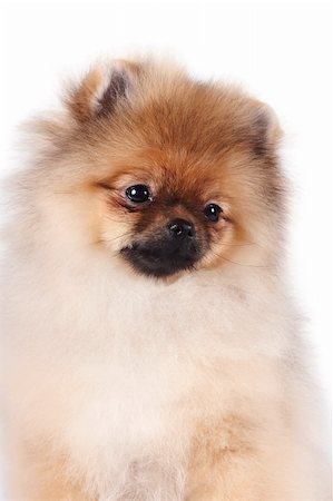 Portrait d'un chiot d'un chien spitz sur fond blanc Photographie de stock - Aubaine LD & Abonnement, Code: 400-06393794