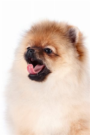 Porträt von einen Welpen von einem Spitz-Dog auf weißem Hintergrund Stockbilder - Microstock & Abonnement, Bildnummer: 400-06393795
