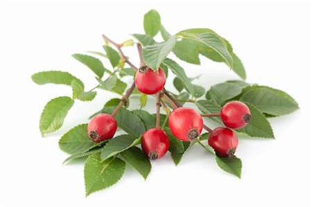 rosa canina - bunch of red fruit rose  on white background Stock Photo - Budget Royalty-Free & Subscription, Code: 400-06393845