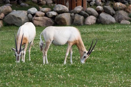 simsearch:400-04766217,k - Two antelopes grazing on a green meadow Foto de stock - Super Valor sin royalties y Suscripción, Código: 400-06408118