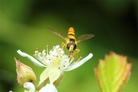 hoverfly on a flower Stock Photo - Budget Royalty-Free & Subscription, Code: 400-06408184