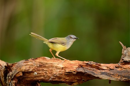 simsearch:400-07170249,k - possing belle prina à ventre jaune (Prina flaviventris) sur le journal dans la forêt de Thaïlande Photographie de stock - Aubaine LD & Abonnement, Code: 400-06408297