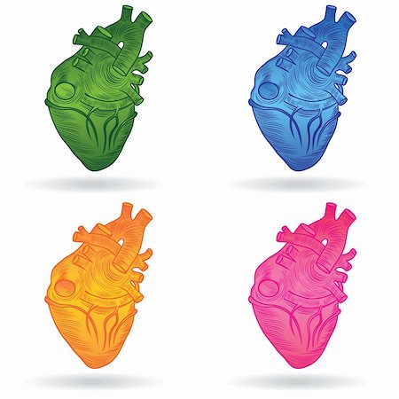 Heart human body anatomy sketch set isolated on white background as medical health care symbol of cardiovascular organ. Valentine vector button or icon. Stock Photo - Budget Royalty-Free & Subscription, Code: 400-06408306