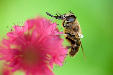simsearch:400-04072806,k - abeille se laver sur une fleur rose avec fond vert Photographie de stock - Aubaine LD & Abonnement, Code: 400-06408360