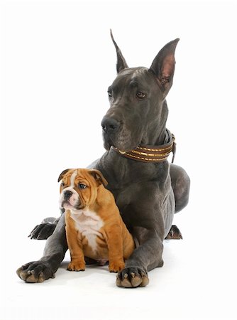 big and small dog - great dane and english bulldog puppy on white background Stock Photo - Budget Royalty-Free & Subscription, Code: 400-06408551