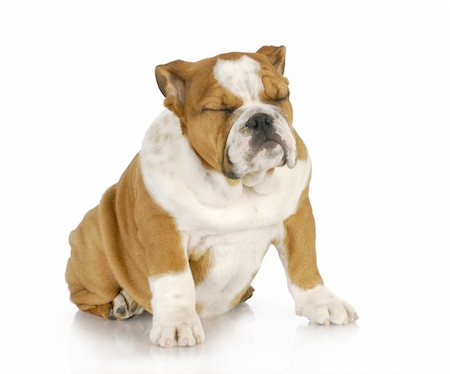 puppy sleeping sitting up - english bulldog puppy sleeping while sitting - 4 months old Stock Photo - Budget Royalty-Free & Subscription, Code: 400-06408553