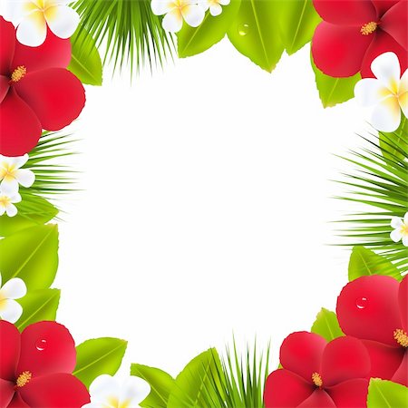 plumeria - Bordure verte avec éléments tropicaux, isolé sur fond blanc, Illustration vectorielle Photographie de stock - Aubaine LD & Abonnement, Code: 400-06408986