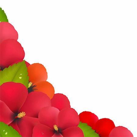 Red Hibiscus Flowers With Leaf Border, Isolated On White Background, Vector Illustration Stock Photo - Budget Royalty-Free & Subscription, Code: 400-06409002