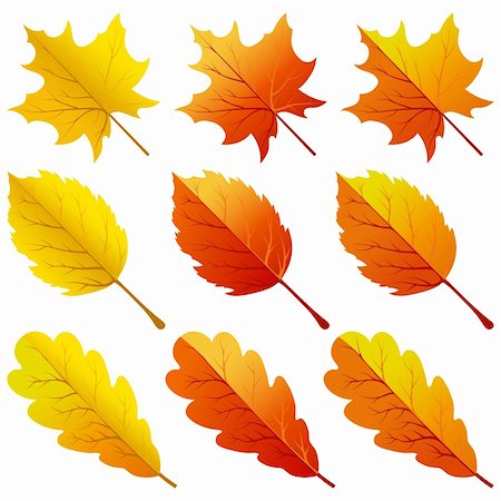 Collection of color autumn leaves. Vector illustration. Stock Photo - Budget Royalty-Free & Subscription, Code: 400-06409283
