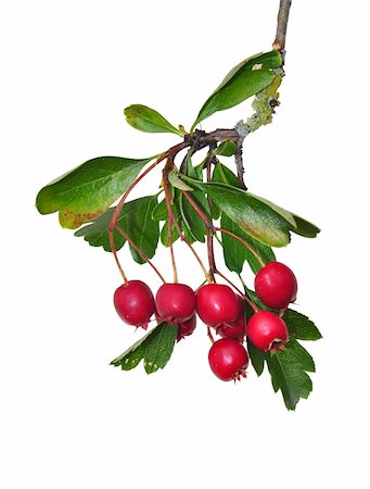 Midland hawthorn (Crataegus laevigata) Stock Photo - Budget Royalty-Free & Subscription, Code: 400-06415054