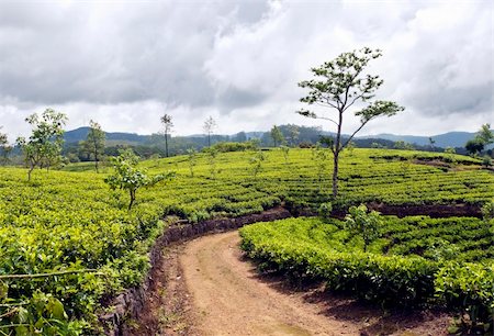 simsearch:400-06921179,k - Tea trees on the plantations, Sri Lanka Fotografie stock - Microstock e Abbonamento, Codice: 400-06415124