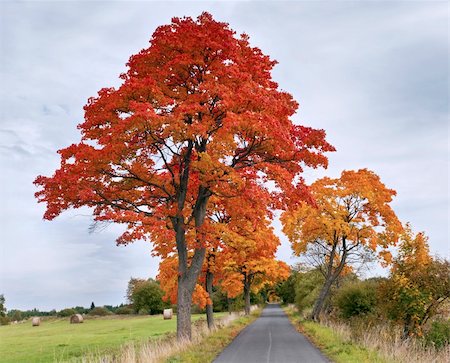 simsearch:400-04475632,k - Gold and red maple leaves on the trees in autumn Foto de stock - Royalty-Free Super Valor e Assinatura, Número: 400-06415123