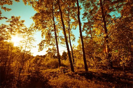 Scene of a orange forest in the autumn Foto de stock - Royalty-Free Super Valor e Assinatura, Número: 400-06415180