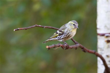 finch - siskin perched on a branch in the UK Stock Photo - Budget Royalty-Free & Subscription, Code: 400-06415196