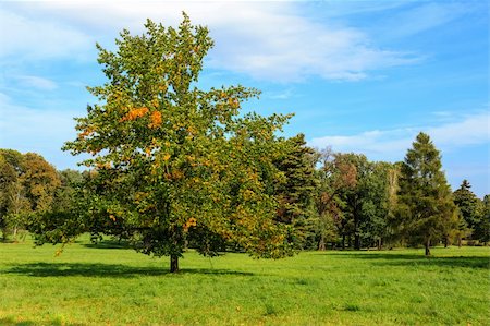 One autumn tree stands on green grass on a forest background in Lancut in Poland Foto de stock - Royalty-Free Super Valor e Assinatura, Número: 400-06416050