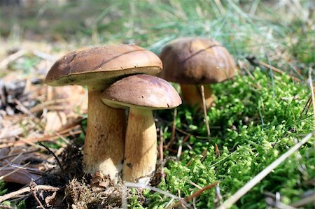 simsearch:400-07217319,k - beautiful mushroom in the autumn forest Stock Photo - Budget Royalty-Free & Subscription, Code: 400-06416088