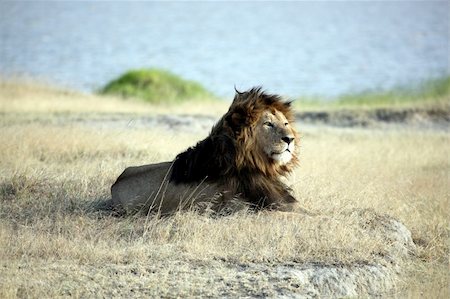 Elder male lion, with a dark brown mane, relaxing in Ngorongoro Crater, Tanzania. Stock Photo - Budget Royalty-Free & Subscription, Code: 400-06416128